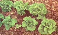 Notice that this lettuce is not mulched. The best defense against slugs I have found is clean cultivation around crops where they become a nuisance.